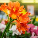Clivia Cheap Clivia Potted Bonsai Balcony Flower 100 PCS Seeds