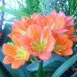 Clivia Cheap Clivia Potted Bonsai Balcony Flower 100 PCS Seeds