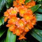 Clivia Cheap Clivia Potted Bonsai Balcony Flower 100 PCS Seeds