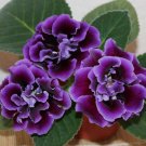 Climbing Gloxinia Perennial Sinningia Speciosa Flower Sky Blue 100 PCS Seeds