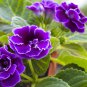 Climbing Gloxinia Perennial Sinningia Speciosa Flower Sky Blue 100 PCS Seeds