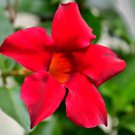 Climbing Mandevilla Sanderi Dipladenia sanderi Dark Red Flowers 200 PCS Seeds Climbing Mandevilla Sanderi Dipladenia sanderi Dark Red Flowers 200 PCS Seeds