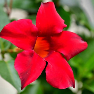 Climbing Mandevilla Sanderi Dipladenia sanderi Dark Red Flowers 200 PCS Seeds