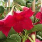 Climbing Mandevilla Sanderi Dipladenia sanderi Dark Red Flowers 200 PCS Seeds