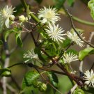 Clematis Flower Perennial Plant Garden Decoration Vines Climbings 100 PCS Seeds