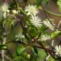 Clematis Flower Perennial Plant Garden Decoration Vines Climbings 100 PCS Seeds