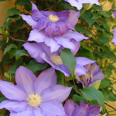 Clematis Bulbs Blue Climbing 2 PCS Seeds