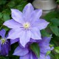 Clematis Bulbs Blue Climbing 2 PCS Seeds