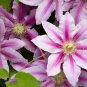 Clematis Bonsai Clematis Montana Mayleen Garden Pink 100 PCS Seeds