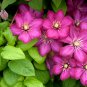 Clematis Bonsai Clematis Montana Mayleen Garden Pink 100 PCS Seeds