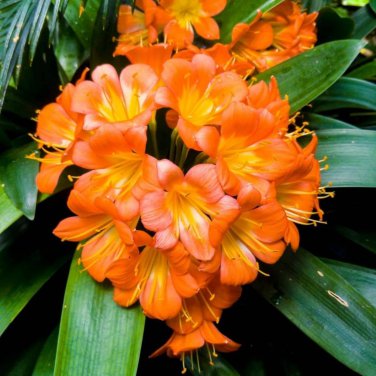 Clivia Flower Beautiful Potted Plant 100 PCS Seeds