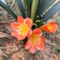 Clivia Flower Beautiful Potted Plant 100 PCS Seeds