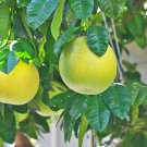 Citrus Maxima Pamplemousse Jabong Shaddock Red Inside 50 PCS Seeds