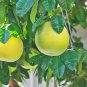 Citrus Maxima Pamplemousse Jabong Shaddock Red Inside 50 PCS Seeds