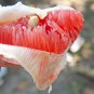 Citrus Maxima Pamplemousse Jabong Shaddock Red Inside 50 PCS Seeds