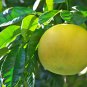 Citrus Maxima Pamplemousse Jabong Shaddock Red Inside 50 PCS Seeds