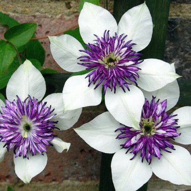 Clematis hybridas Climbing Plants Garden Landscaping 50 PCS Seeds