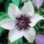 Clematis hybridas Climbing Plants Garden Landscaping 50 PCS Seeds