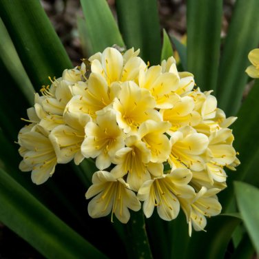 Clivia Miniata Mixed 9 Colors 100 PCS Seeds