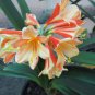 Clivia Miniata Mixed 9 Colors 100 PCS Seeds