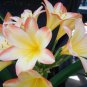 Clivia Miniata Mixed 9 Colors 100 PCS Seeds