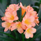 Clivia Light Redish Pink with White Yellow Colors 100 PCS Seeds Clivia Light Redish Pink with White Yellow Colors 100 PCS Seeds