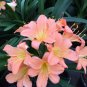 Clivia Light Redish Pink with White Yellow Colors 100 PCS Seeds