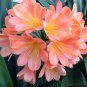 Clivia Light Redish Pink with White Yellow Colors 100 PCS Seeds