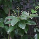 Cinnamon Evergreen Tree 10 PCS Seeds Cinnamon Evergreen Tree 10 PCS Seeds