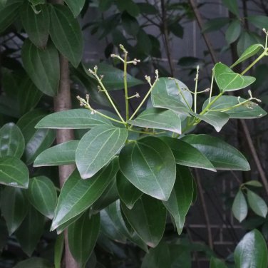 Cinnamon Evergreen Tree 10 PCS Seeds