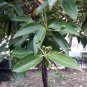 Cinnamon Evergreen Tree 10 PCS Seeds
