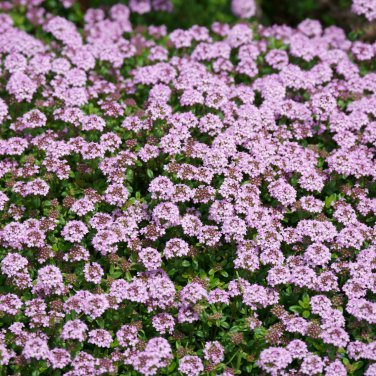 Climbing plant Creeping Thyme Perennial Ground cover flower 205 PCS Seeds
