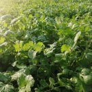 CilantroCoriander Leaves Chinese parsley Mexican parsley 1100 PCS Seeds