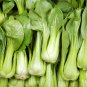 Choi Green Stem Chinese Cabbage Bok choy Four Season vegetable 2000 PCS Seeds