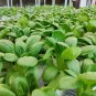 Choi Green Stem Chinese Cabbage Bok choy Four Season vegetable 2000 PCS Seeds