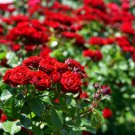 Chinese Rose Tree Bonsai Dark Red Doubel Flowers 100 PCS Seeds Chinese Rose Tree Bonsai Dark Red Doubel Flowers 100 PCS Seeds