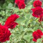 Chinese Rose Tree Bonsai Dark Red Doubel Flowers 100 PCS Seeds