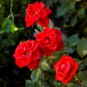 Chinese Rose Tree Bonsai Dark Red Doubel Flowers 100 PCS Seeds