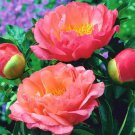 Chinese Peony Tree Orangish Red Double Flowers 30 PCS Seeds Chinese Peony Tree Orangish Red Double Flowers 30 PCS Seeds