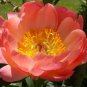 Chinese Peony Tree Orangish Red Double Flowers 30 PCS Seeds