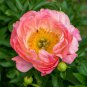 Chinese Peony Tree Orangish Red Double Flowers 30 PCS Seeds