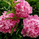 Chinese Peony Tree Heirloom Double Ball Type Flowers 10 PCS Seeds