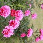 Chinese Peony Tree Heirloom Double Ball Type Flowers 10 PCS Seeds