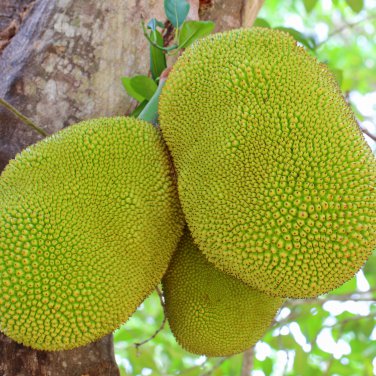 Fresh Jackfruit Fruit Heirloom Fruit 5 PCS Seeds