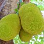 Fresh Jackfruit Fruit Heirloom Fruit 5 PCS Seeds