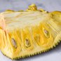 Fresh Jackfruit Fruit Heirloom Fruit 5 PCS Seeds