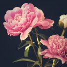 Chinese Peony Tree 10 PCS Seeds Chinese Peony Tree 10 PCS Seeds