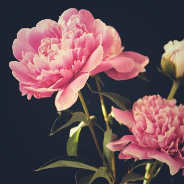 Chinese Peony Tree 10 PCS Seeds