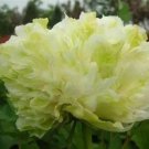 Chinese Peony Tree Light Green Ball Type Flowers 10 PCS Seeds Chinese Peony Tree Light Green Ball Type Flowers 10 PCS Seeds