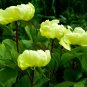 Chinese Peony Tree Light Green Ball Type Flowers 10 PCS Seeds